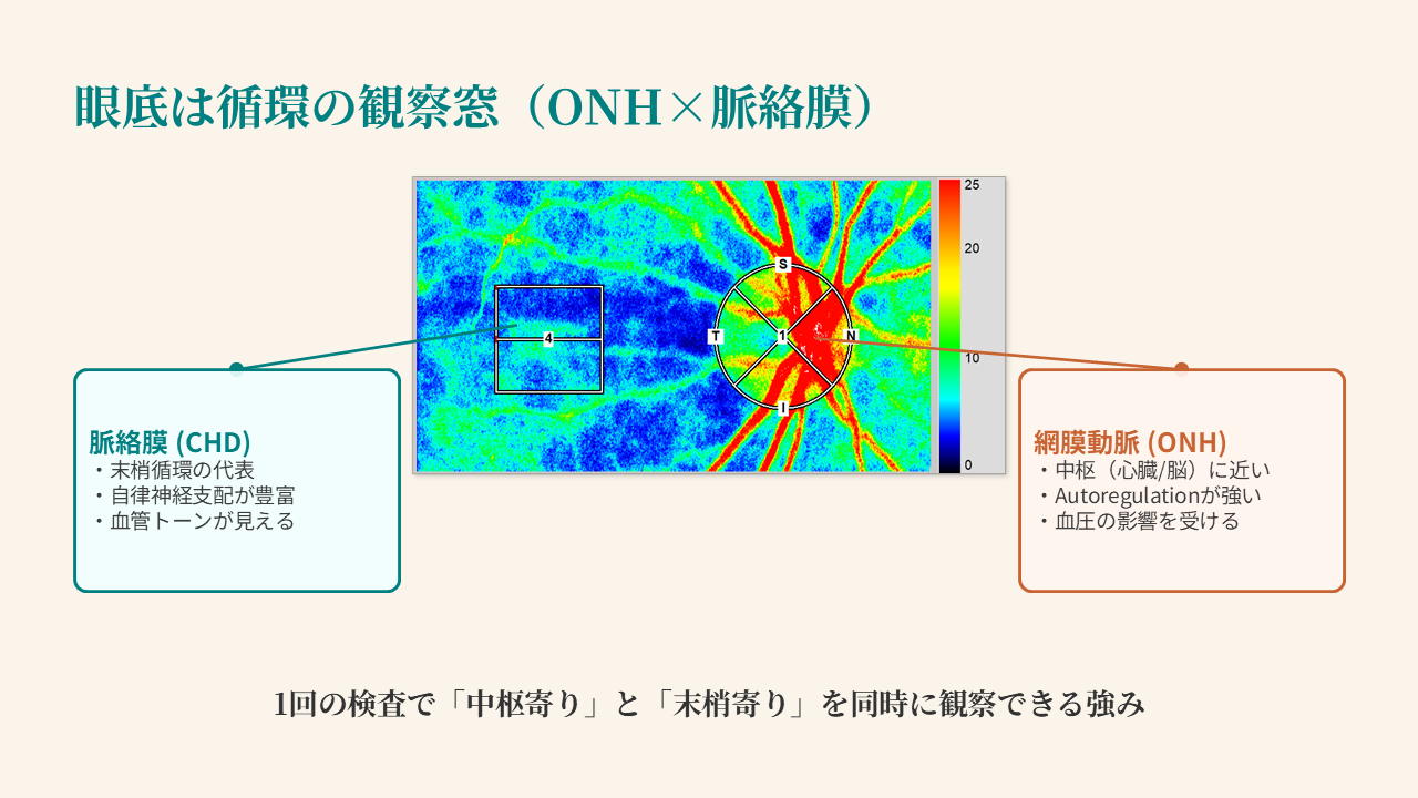 ONH, 脈絡膜, 末梢循環, 網膜動脈, 血管トーン, 血圧, 中枢循環 ONH, 脈絡膜, 末梢循環, 網膜動脈, 血管トーン, 血圧, 中枢循環
